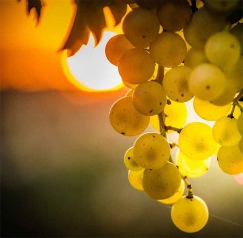 With September comes the harvest of ugni blanc grapes for cognac