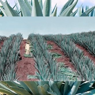 Three reasons to read about mezcal and protection of the traditional production method