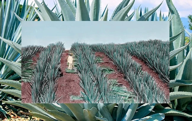 Trois raisons de lire sur le mezcal et la méthode de protection de la production traditionnelle de fabrication