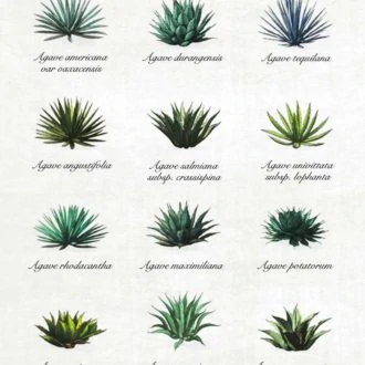 Aprende sobre los Diferentes tipos de Agave con nuestra guía interactiva. Haz clic en los puntos y descubre!