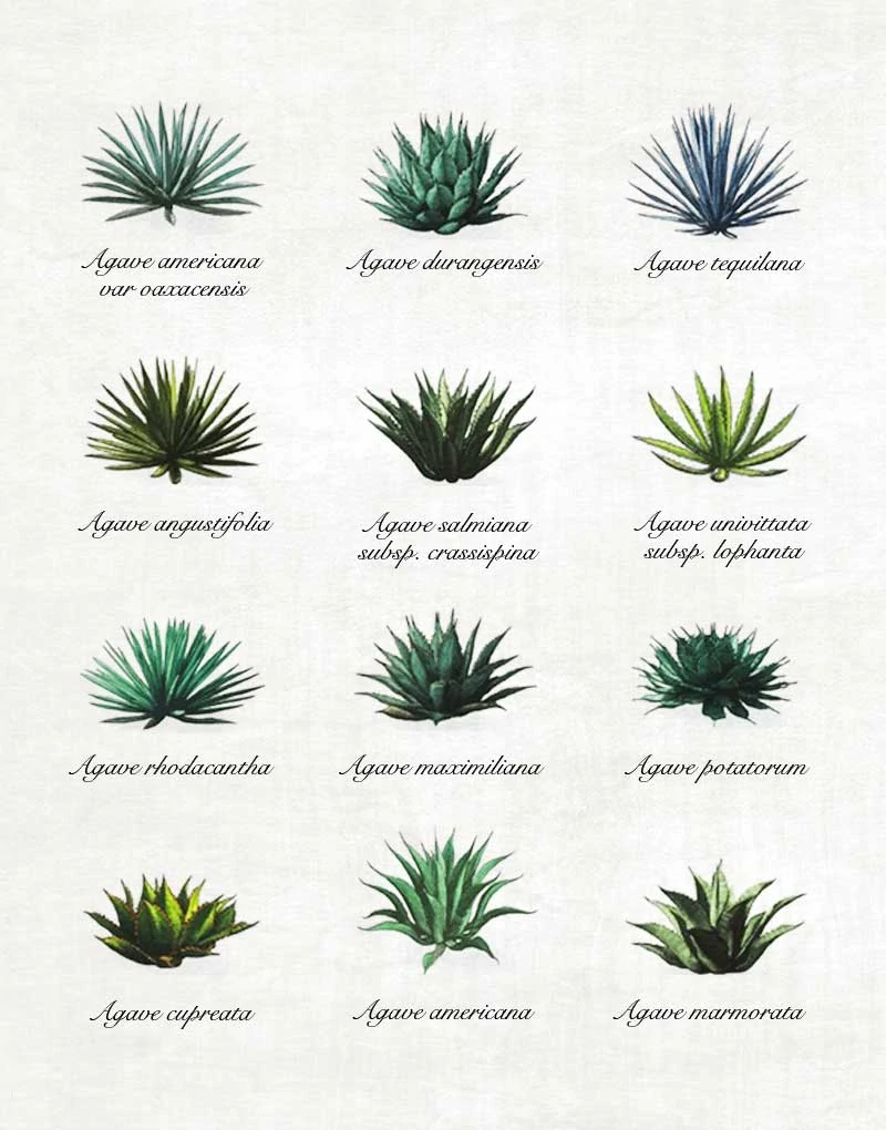 agave varieties - tipos de agave