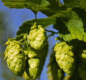 Hay más que el lúpulo en la cerveza: ¡el amargor!