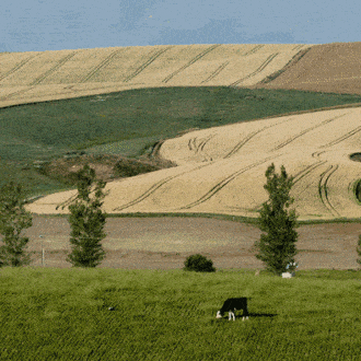 Le whisky est la boisson spiritueuse la plus populaire en Afrique du Sud