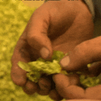 La producción de lúpulo decrece en el Norte de Francia