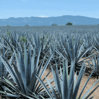 Ventas de tequila aumentan por la pandemia pero agricultores no ven ganancia