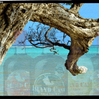 Guadalupe: degustación de ron de caña «Rhum Island Cane» en Baie-Mahault