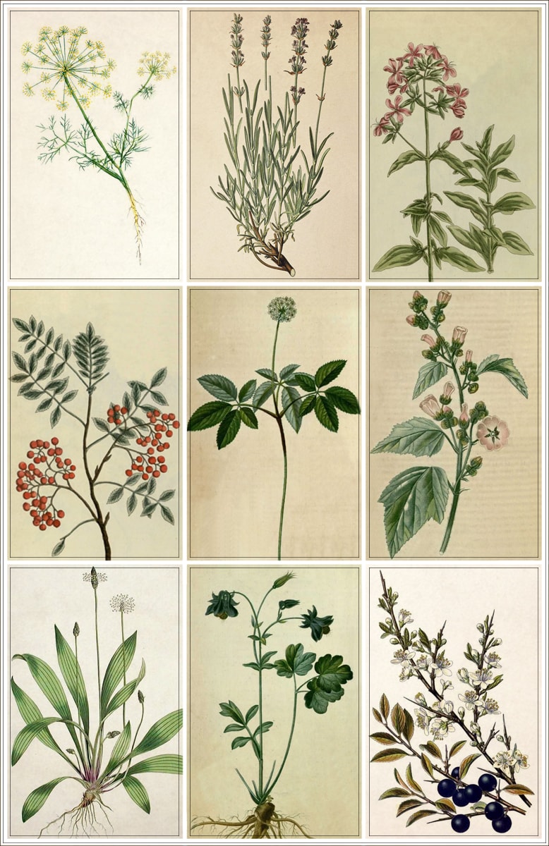 La science du gin: des chercheurs écossais créent une bibliothèque de plantes