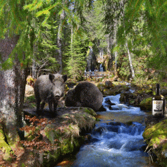 The exquisite German gin made from truffles