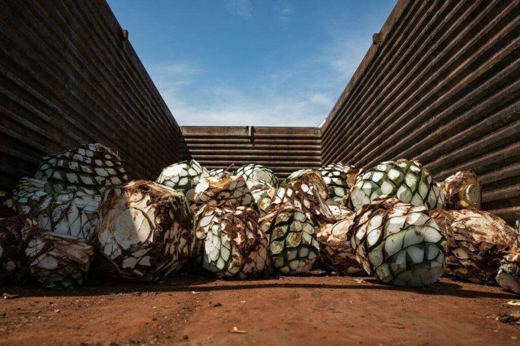 overripe agaves