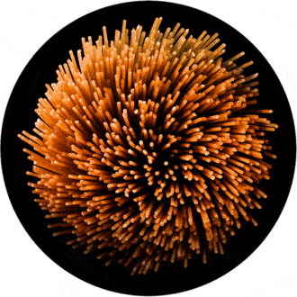 Los múltiples usos del grano usado de la cerveza