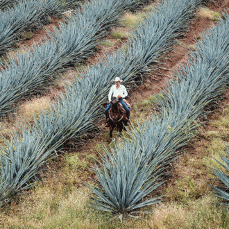 Investigadores dicen que el agave puede usarse para gel antibacterial