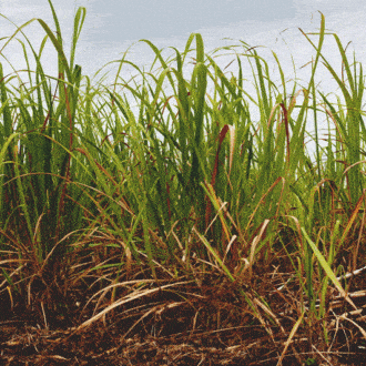 Conoce la destilería tailandesa con uno de los rones más solicitados