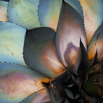 ¿El mezcal y el tequila cercanos a una escasez?