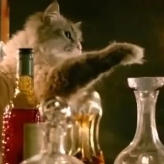 Une histoire drôle sur un chat qui a volé de l’armagnac !