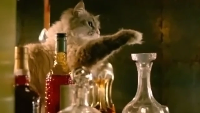 Une histoire drôle sur un chat qui a volé de l'armagnac !