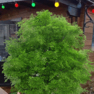 Conoce la mujer que construyó un bar en casa por culpa de su esposo