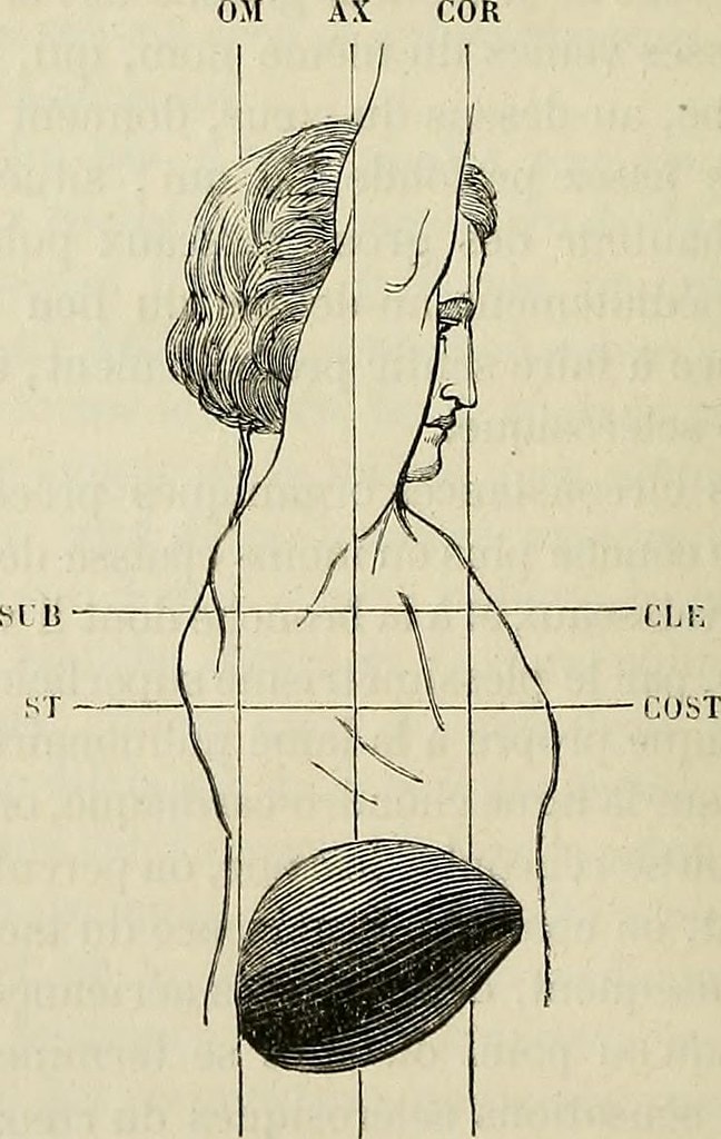 human body liver |sanar el hígado