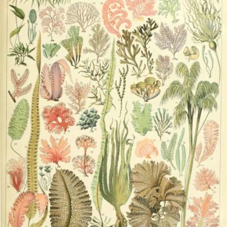 En Australia esta cervecería crea cerveza ecológica con algas