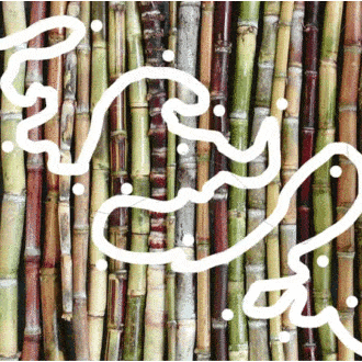 Amantes del ron podrán explorar una Ruta del Ron en Guayana