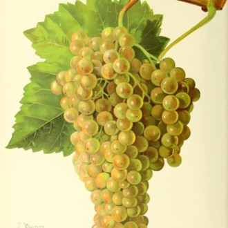 La cosecha de la uva para el cognac se realizará antes de tiempo este año