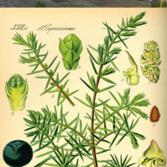 ¿Por qué usamos enebro para hacer la ginebra?