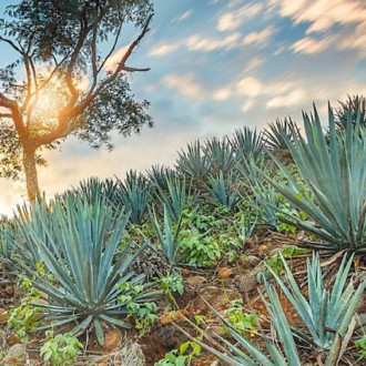 El tequila resiste a la pandemia de covid-19 en Estados Unidos