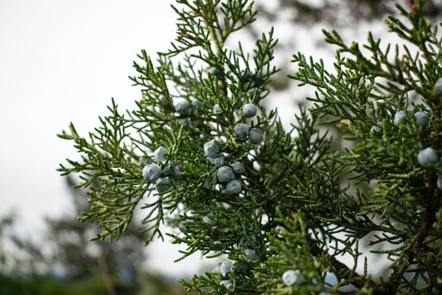 Why do we use juniper to make gin?