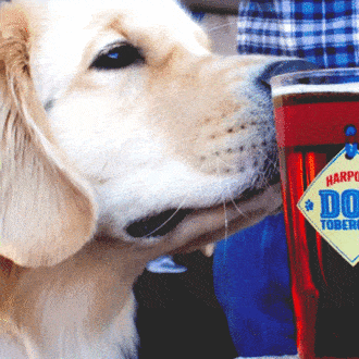 There is a beer for your dog, did you know that?