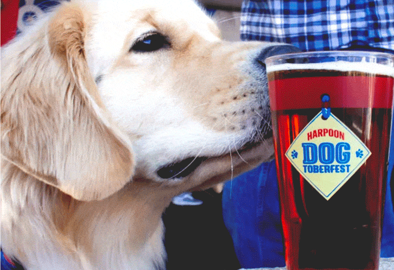 beer dog