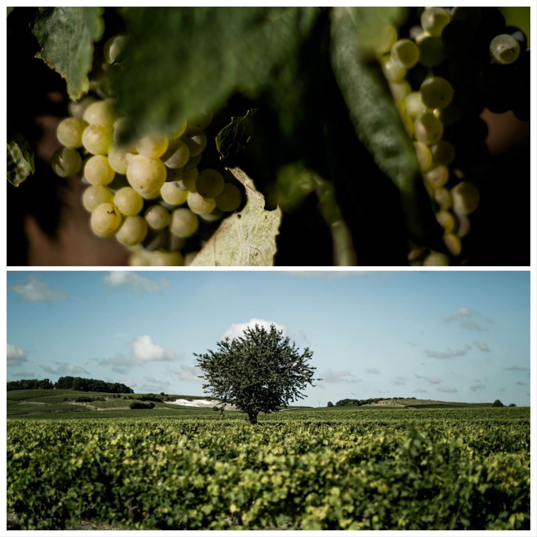 Le vignoble Cognac : les crus de l'appellation