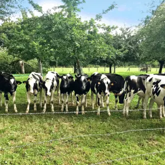 Alain Dauget, productor de leche y productor de sidra y licores: un hombre feliz