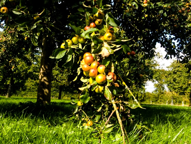 Alain Dauget, producteur de lait et producteur de cidre et de spiritueux: un homme heureux