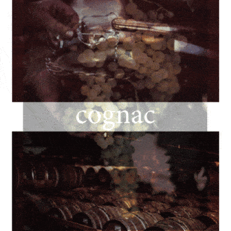 Cosecha exitosa para los viticultores del cognac