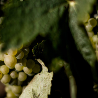 The cognac vineyard: Cognac grape varieties