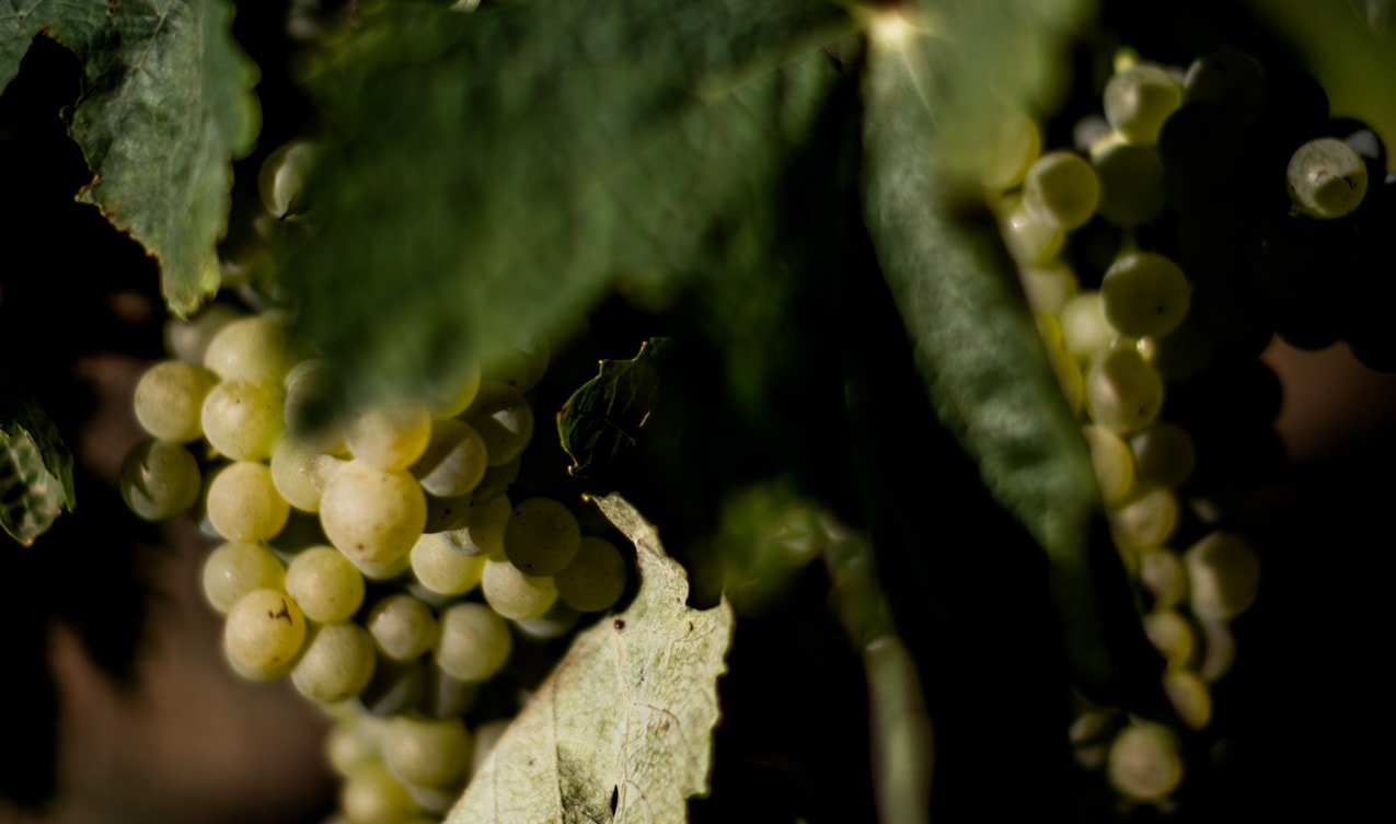 The cognac vineyard: Cognac grape varieties