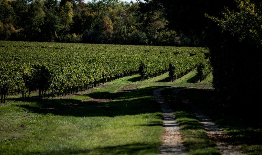 Cognac et Gastronomie : comment déguster le cognac au repas