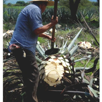 Las marcas de tequila y mezcal destinadas a tener éxito en 2021