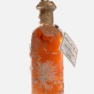 A bottle of Normandin Mercier Cognac auctioned at Artcurial on 22 and 23 February