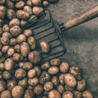 ¡No rechaces las patatas feas! Puedes hacer un excelente vodka con ellas