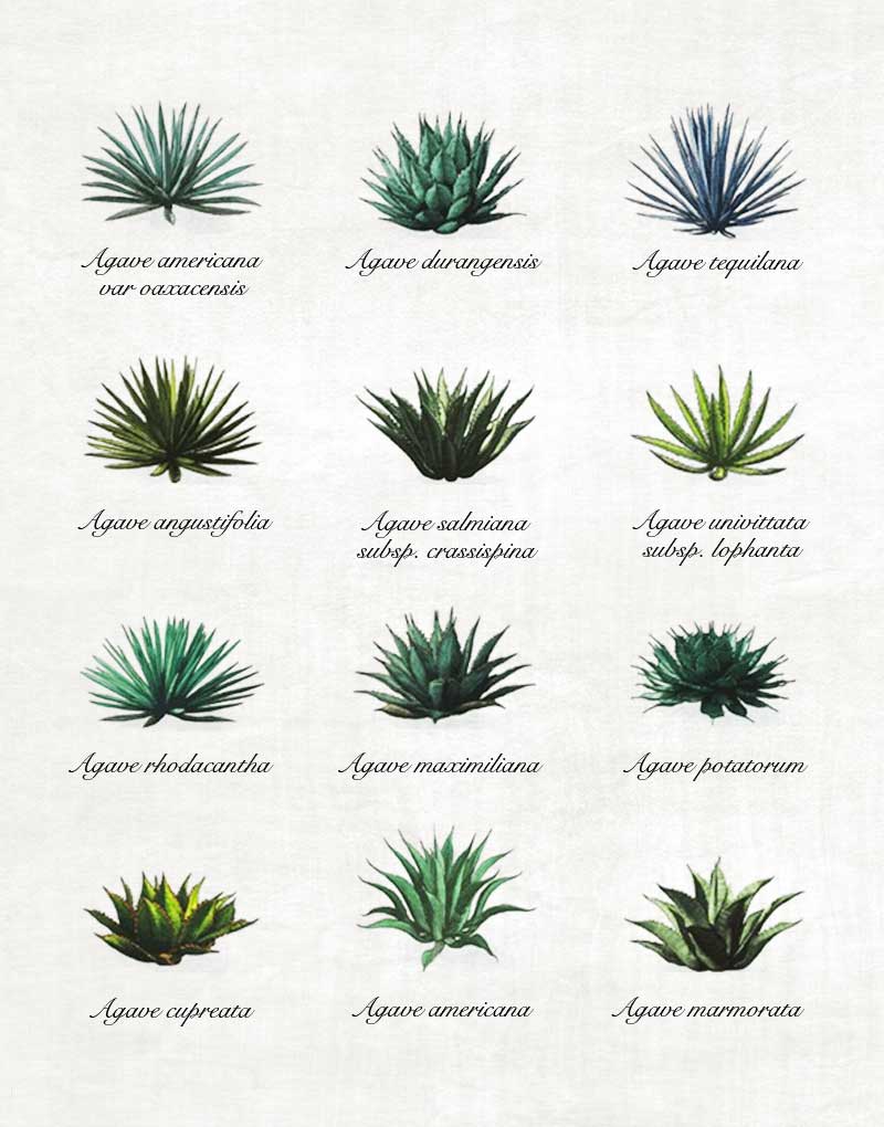 agave varieties