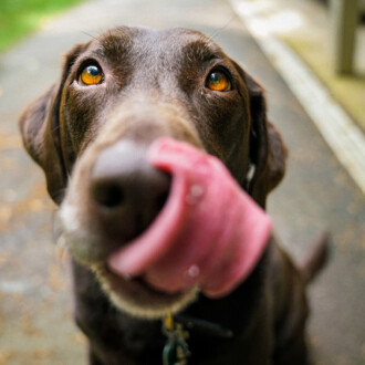 Un chien de 18 mois peut détecter les défauts de fabrication dans une distillerie de whisky