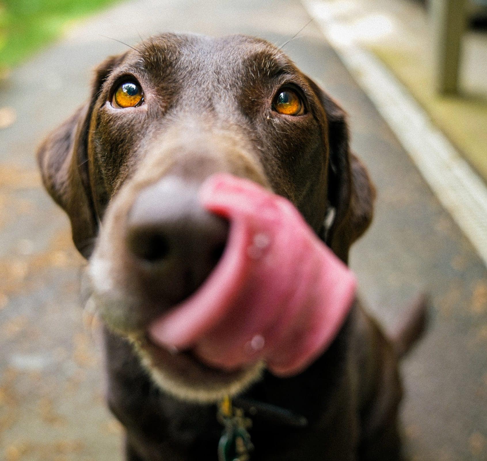 whisky sniffing dog