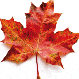 ¿Whisky con maple? Conoce «Tomahawk» directo de Canada