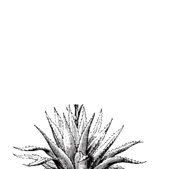 Retorno en fuerza para el mezcal tras un 2020 estancado