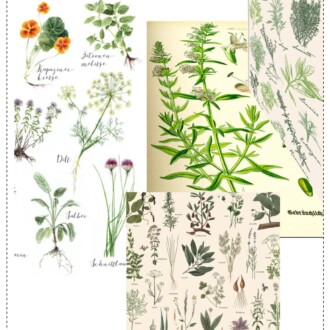 Los licores de hierbas también son populares en el mundo de los espirituosos