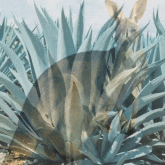Top Shelf construirá la primera destilería de espirituosos de agave de Australia