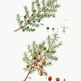 Why do we use juniper to make gin?