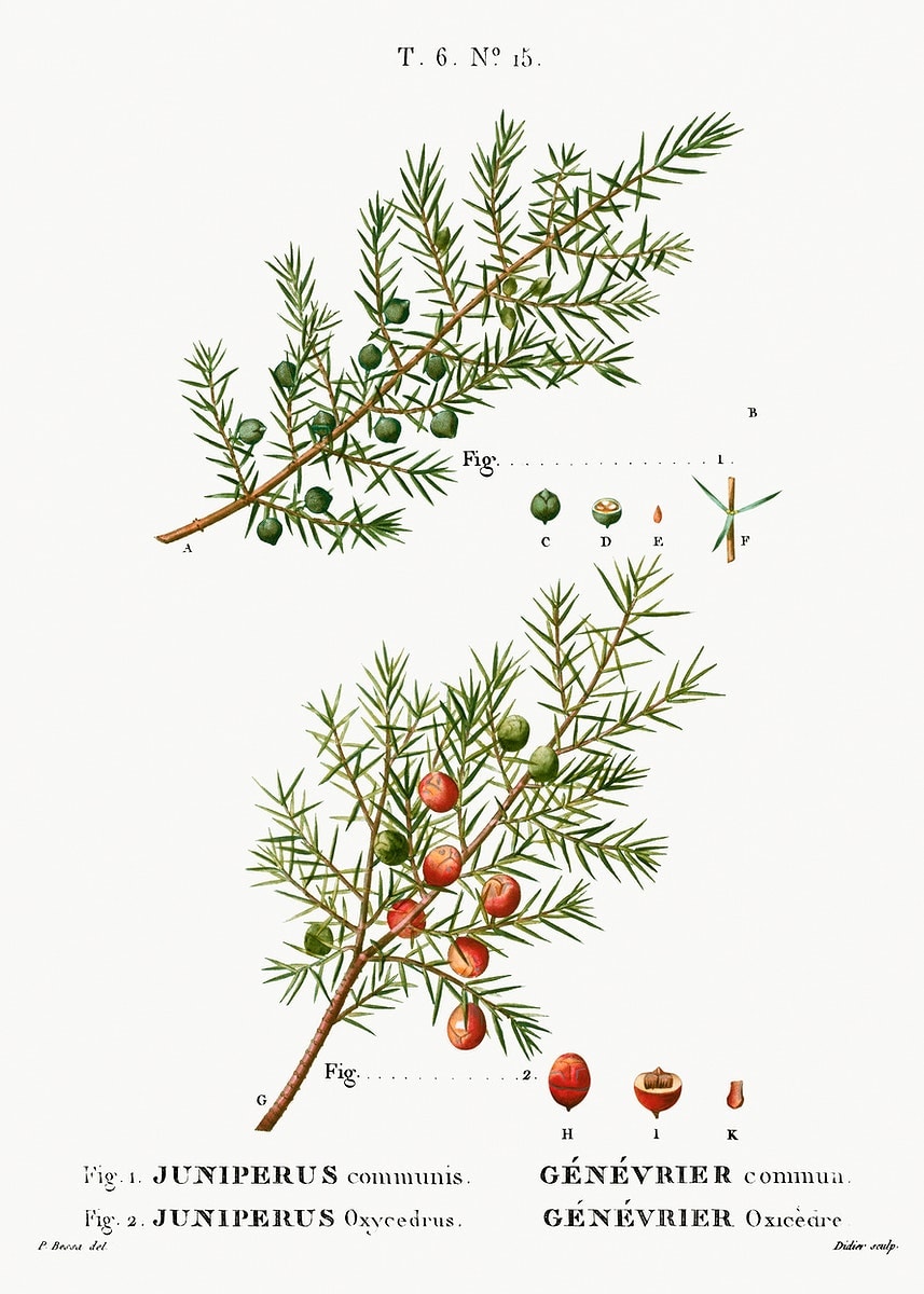 Why do we use juniper to make gin?