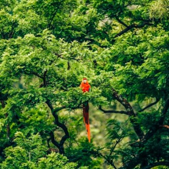 Here is The Jungle Bird Tiki Cocktail History and Recipe