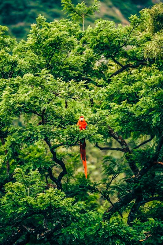 jungle bird cocktail